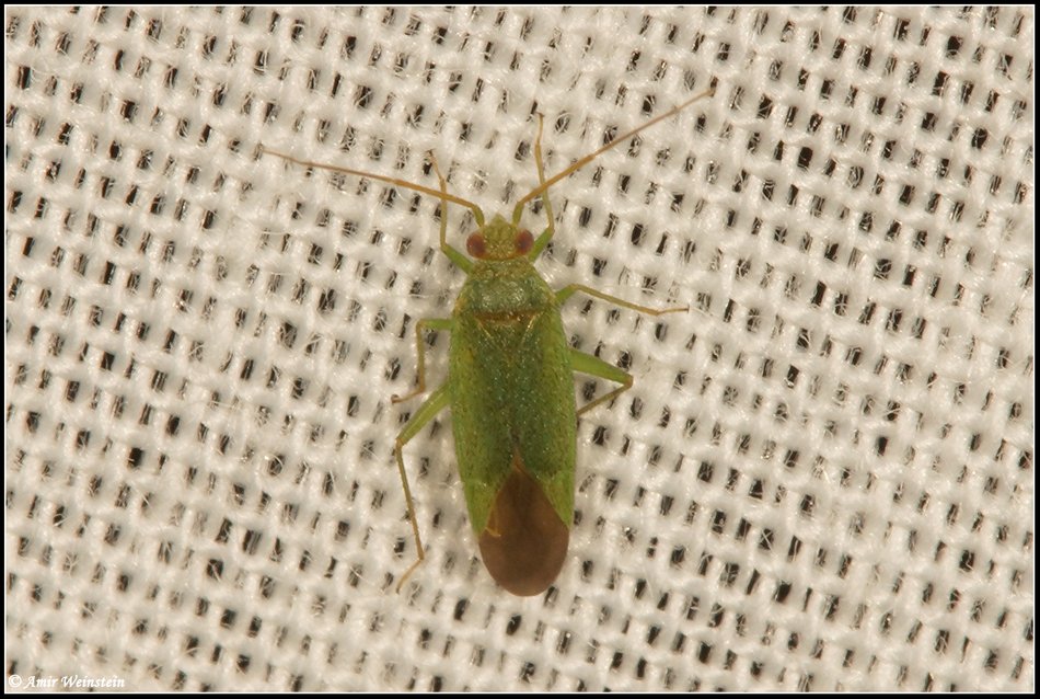 Heteroptera d''Israele